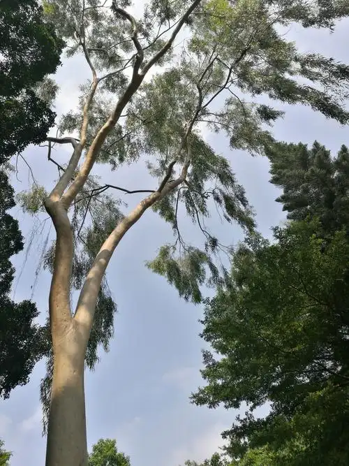 柠檬桉,桃金娘科,桉属