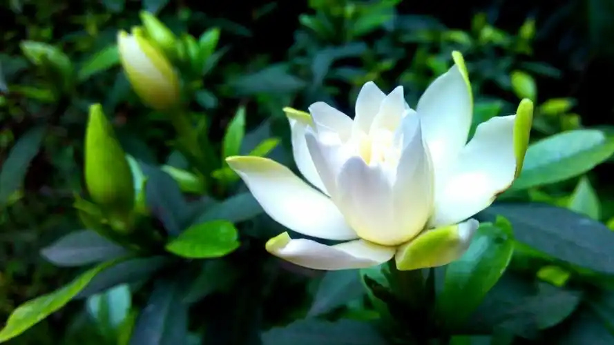 我的栀子花开了