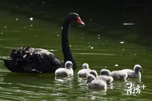 看6只黑天鹅萌宝破壳而出