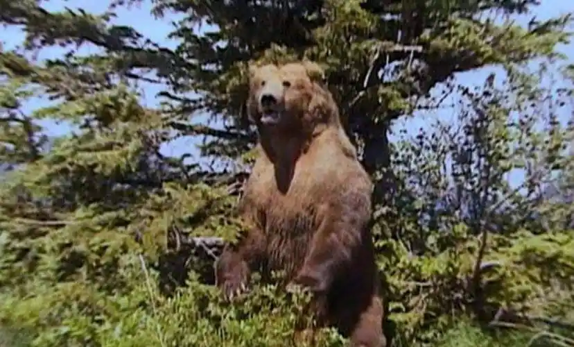 美国护熊奇人提摩西:和女友护熊13年,夜宿保护区时,双双被熊吃