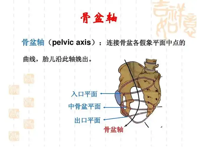 女性生殖系统解剖与生理复习用答案ppt