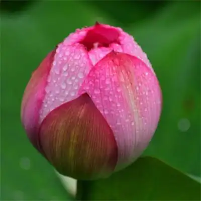 千姿百态的荷花头像含苞待放的荷花图片