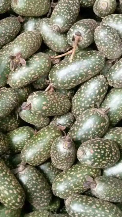 这个野果叫什么名字