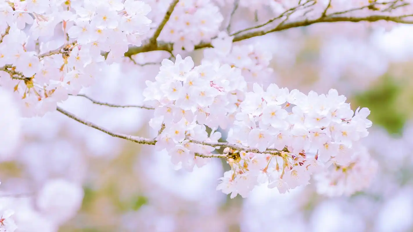 粉色樱花唯美图片桌面壁纸高清大图预览1920x1200_植物壁纸下载_美桌