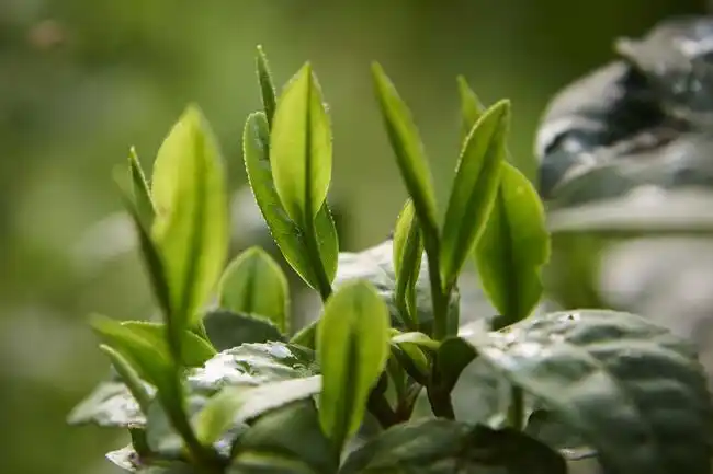 茶叶要有多"野"才称得上是野生茶