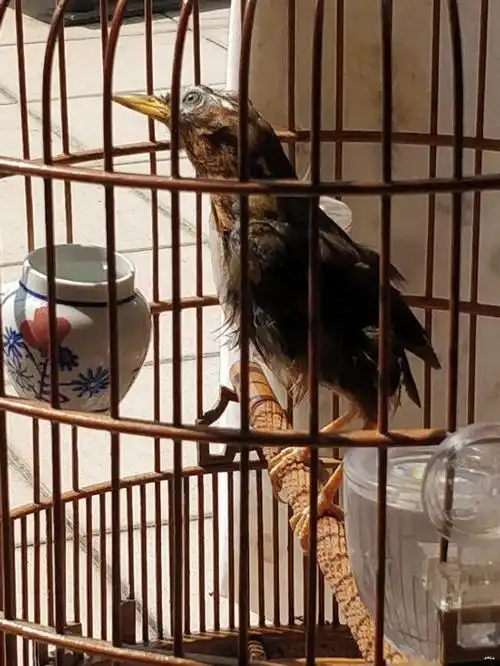 如何让画眉鸟换好毛!