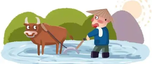 黄牛在田间与农民伯伯一起耕种