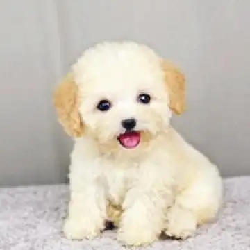 卖萌无敌的可爱狗宝宝