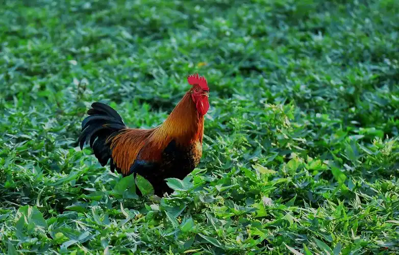 红公鸡