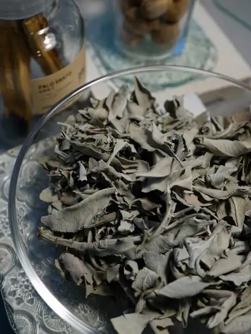 白鼠尾草气味的实力