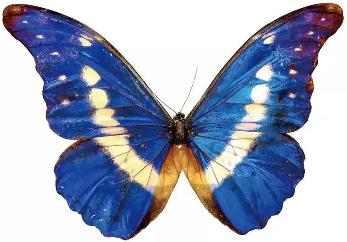 海伦娜闪蝶(秘鲁国蝶)君主斑蝶(美国国蝶)太阳闪蝶(巴西国蝶)大紫蛱蝶