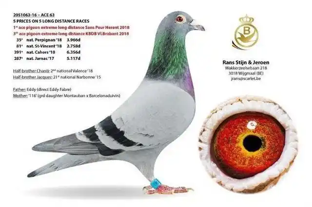 世界最顶尖传统远程鸽大赛—巴塞罗那大赛(附历年总冠军鉴赏)