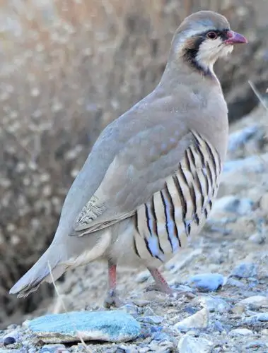 我们这里把她叫嘎啦鸡因为它叫的声音是嘎啦嘎啦