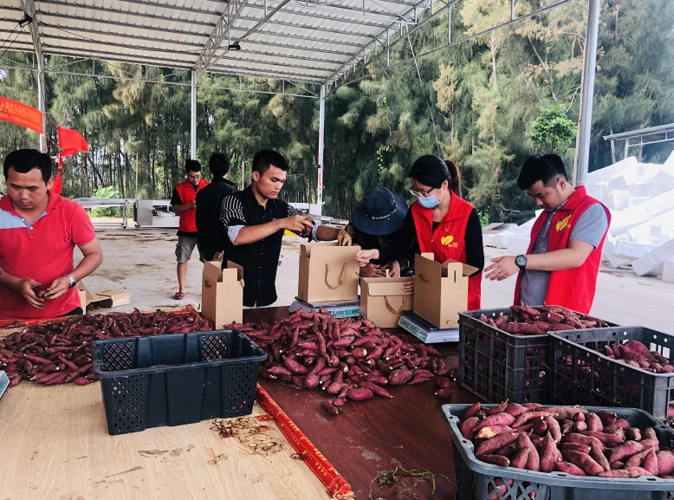 雷州乌石镇那毛村:点薯"成金"年轻人回来了