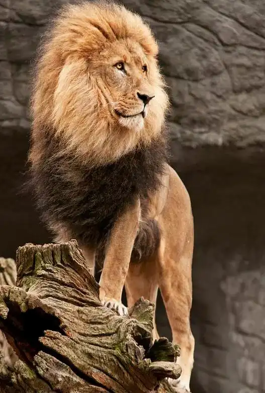 心理测试:哪头狮子最凶猛?测你的野心有多大