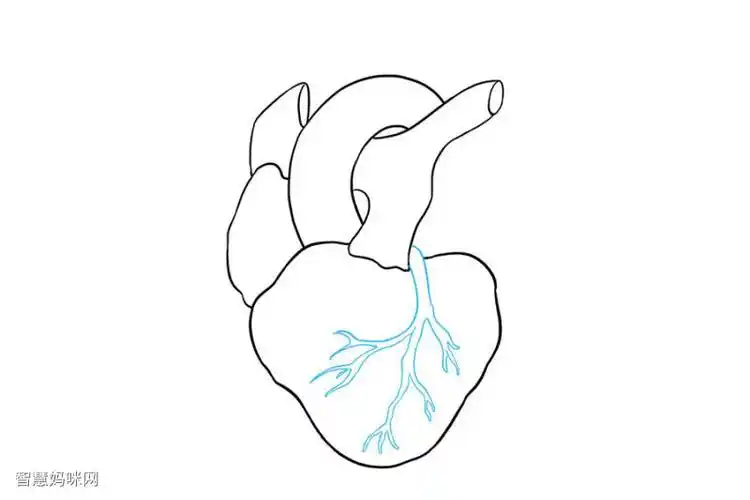 如何画人的心脏