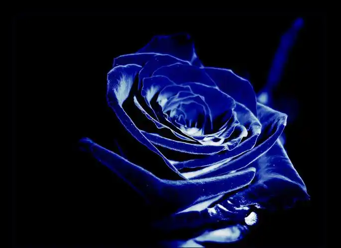 清纯的爱蓝玫瑰