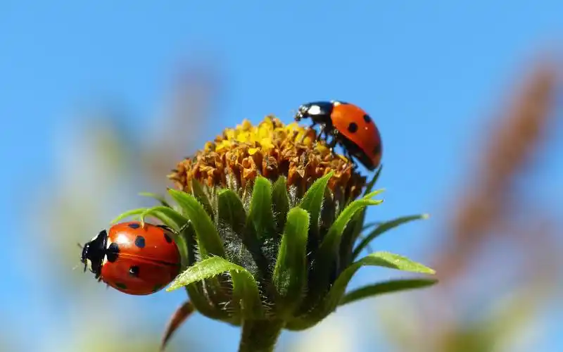 自然界唯美小动物七星瓢虫高清特写桌面壁纸(三)