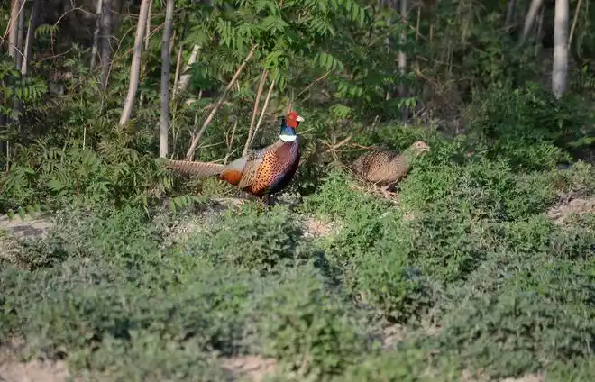 东北野鸡泛滥成灾毁坏农田为什么它的保护等级堪比大熊猫