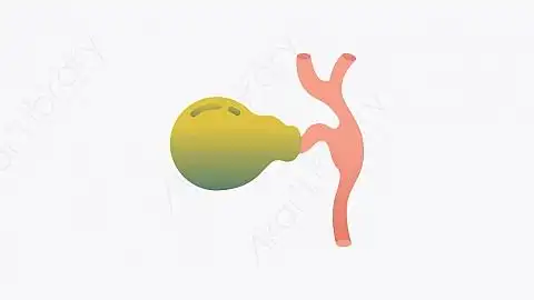 图片素材-010_胆囊_gallbladder