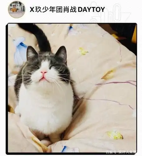 娱评人吴清功:肖战晒宠物猫"坚果",寓意自己坚强要复出?