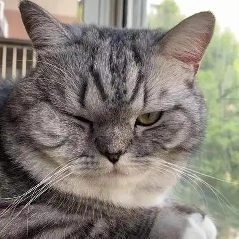 三岁母猫情侣头像保护动物猫猫可爱猫咪头像动物头像