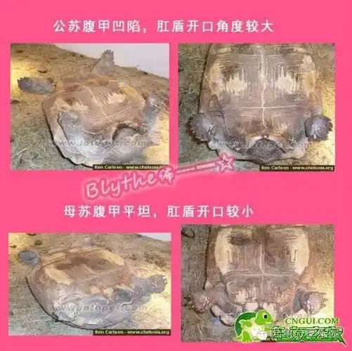 以苏卡达和豹龟为例: (1)公龟腹甲凹陷,母龟则平坦.