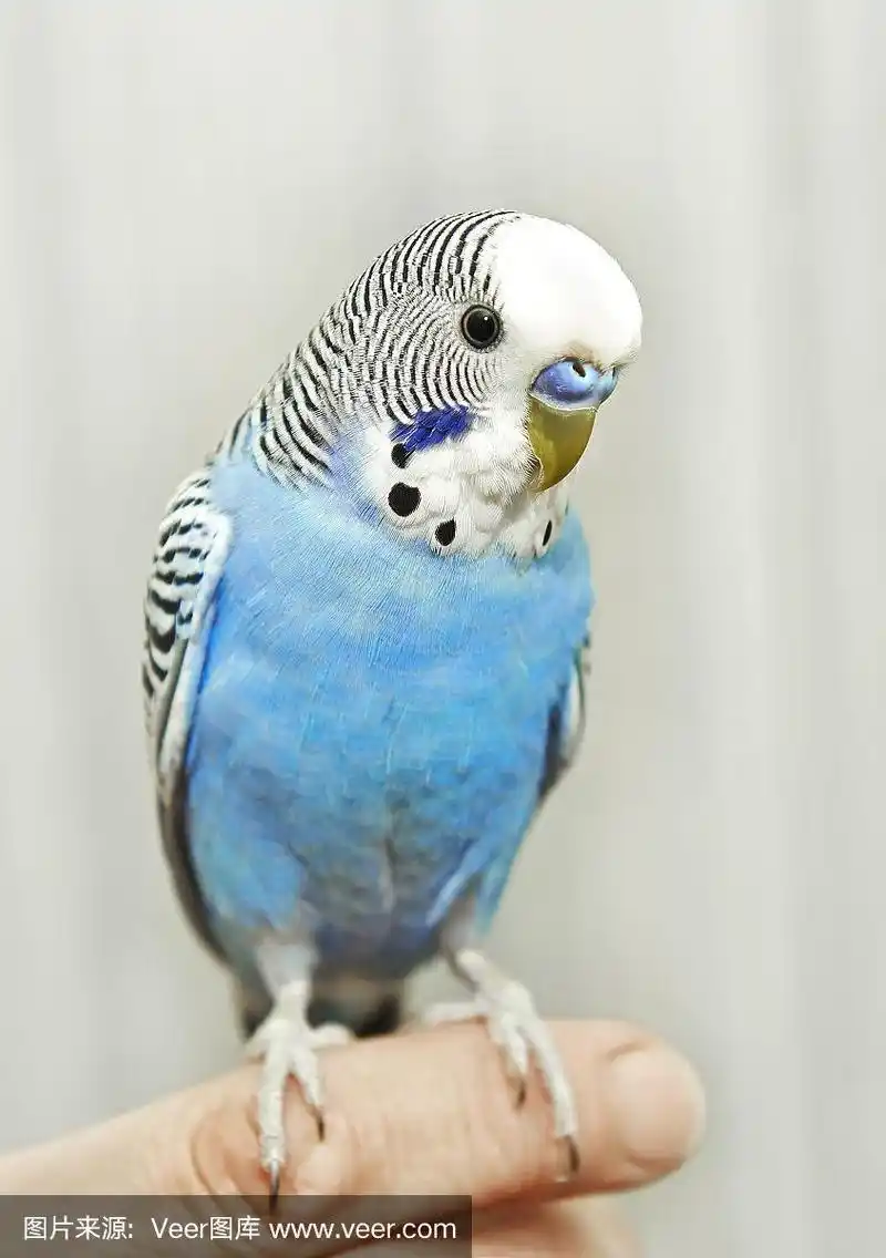 蓝虎皮鹦鹉
