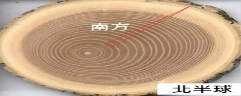 树的年轮就会更密,乃至有重叠,傍水的方向总是会比远水的方向树的年轮