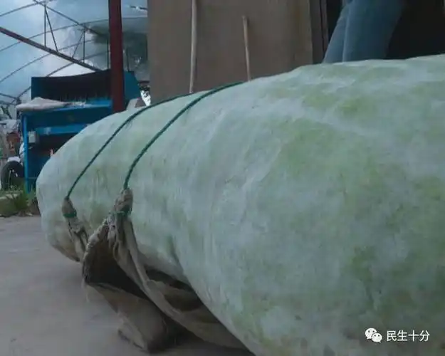 6斤巨型冬瓜!"身高"近130cm,"胸围"达到了116cm