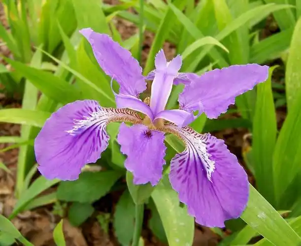 花有哪些品种,在百度能找到各种类花的图片和名称吗