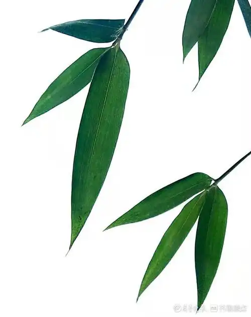 盛夏酷暑,翠绿竹叶绿意盎然充满活力