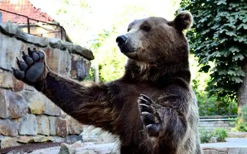 熊,棕熊,爪子,爪子,看高清原图查看