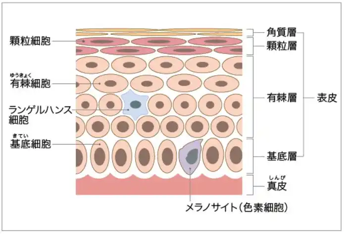 以及症状,组织类型分类解说_皮肤_表皮_硬皮病