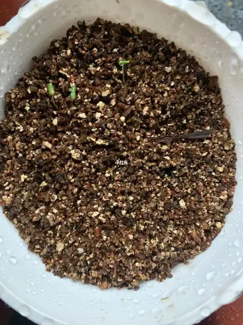 进口丹麦重瓣风铃草