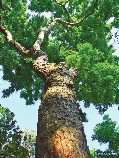 你知道影响黄花梨种植的因素和病虫害防治技术吗?来看看吧!