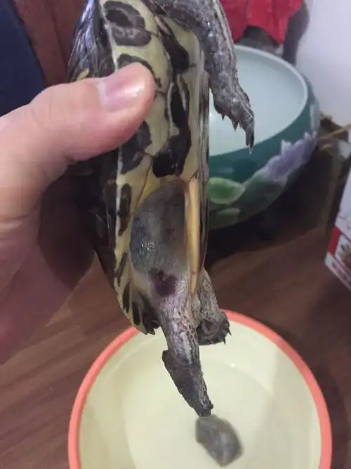 突然发现家里养了19年的龟死了一只(一共两只),前两天还是正常的,发现