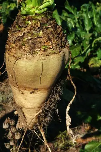 收获的甜菜 【原创】