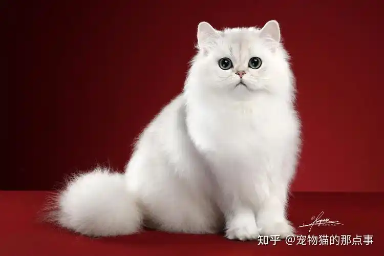 长毛猫图片大全长毛猫高清壁纸
