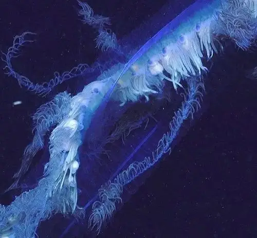 拉直后比十层高楼还高45米长的管水母你见过吗