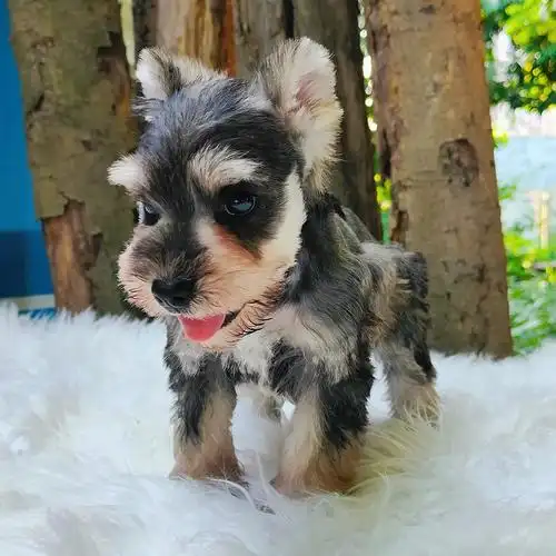 雪纳瑞犬的优点1, 不爱掉毛体味轻雪纳瑞犬是长毛犬,但它并没有很严重