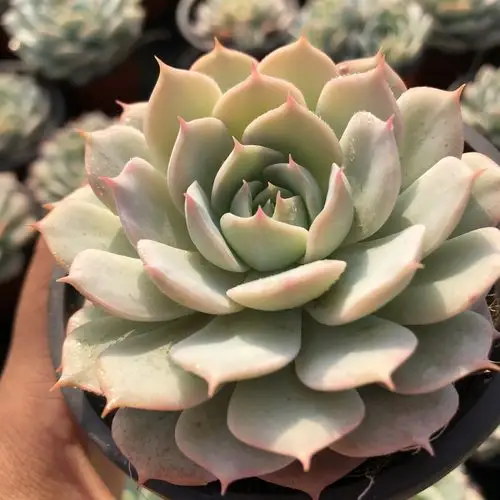 雪域荷叶9cm盆带盆土发多肉植物新手肉肉室内多肉植物