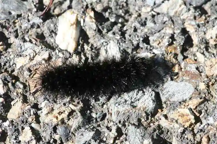 黑色毛毛虫有毒吗