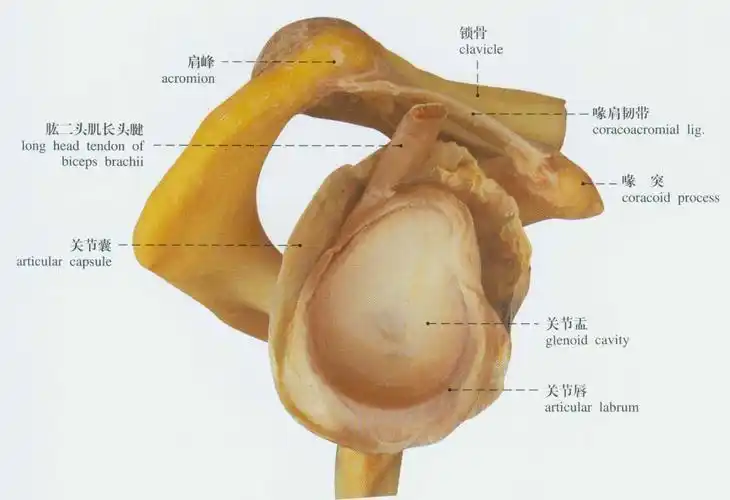 人体肩关节解剖示意图人体解剖图
