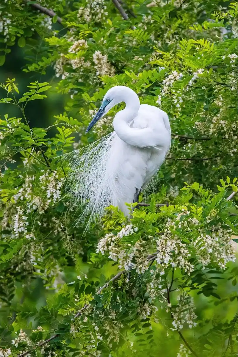 大白鹭梳理繁殖羽(白鹭划分为13个种类,通常白鹭中的大白鹭, - 抖音