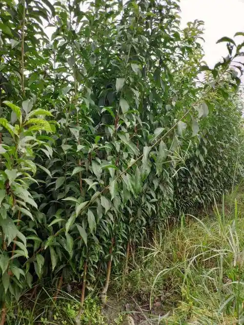 雅安晚熟李子苗_李子苗何时丰产_李树苗收粉搭配