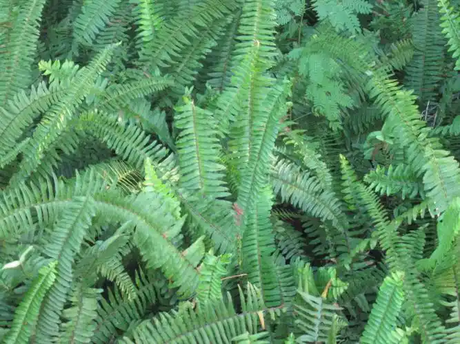 蜈蚣草怎么养殖不发黄