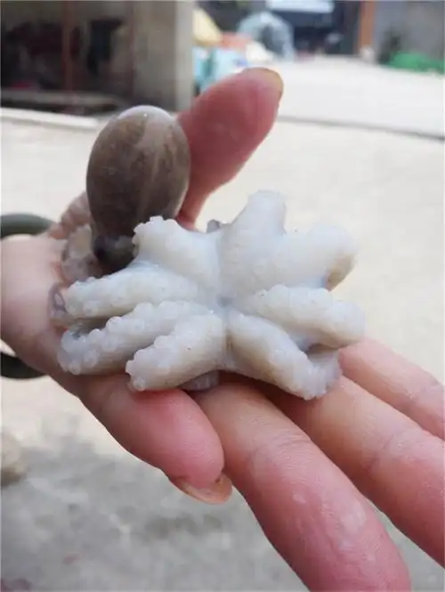 东山岛海鲜 天然野生小章鱼仔 鲜活小鱿鱼八爪鱼 深海海鲜八带鱼