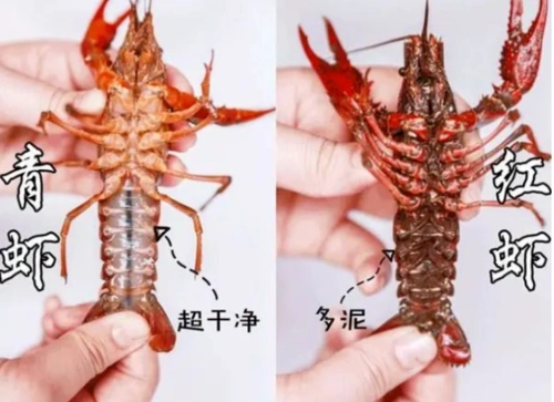 买小龙虾时,"青色"和"红色"有什么区别?学会了就别乱买了