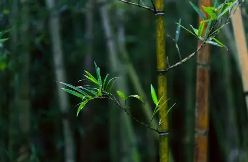 竹- 堆糖,美图壁纸兴趣社区